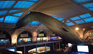 Museo americano di storia naturale