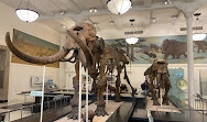 Museo Americano de Historia Natural
