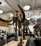 Amerikanisches Museum für Naturgeschichte