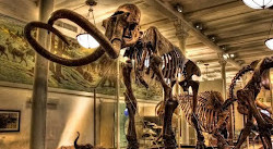 المتحف الأمريكي للتاريخ الطبيعي