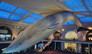 Museu Americano de História Natural