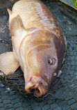 Coppice Lane Fishery