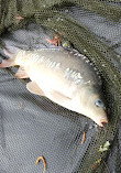 Chorley Springs Fisheries