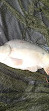 Chorley Springs Fisheries