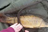 Chorley Springs Fisheries