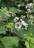 Burnaby Lake Regional Park