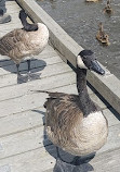 Burnaby Lake Regional Park