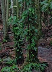 Belvédère du chemin Knoll