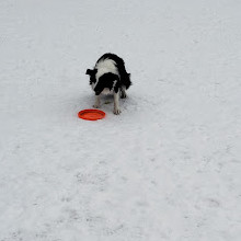 Tech Wall Dog Park