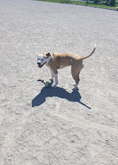 Shefford Road Dog Park