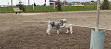 Shefford Road Dog Park