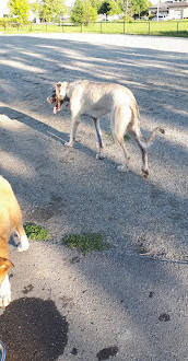 Shefford Road Dog Park