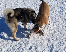 Shefford Road Dog Park