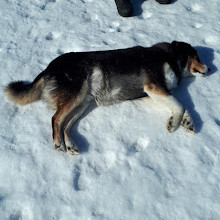 Shefford Road Dog Park