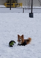 Shefford Road Dog Park