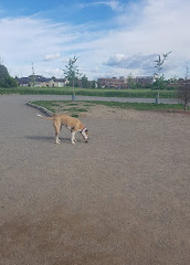 Shefford Road Dog Park