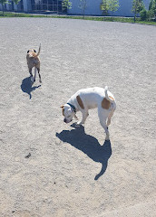 Shefford Road Dog Park