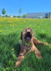 Shefford Road Dog Park