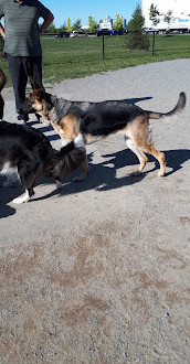 Shefford Road Dog Park