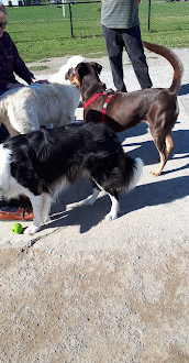 Shefford Road Dog Park