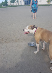 Shefford Road Dog Park