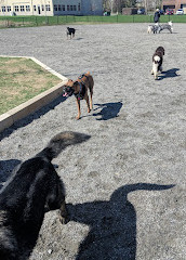 Shefford Road Dog Park