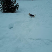 Shefford Road Dog Park