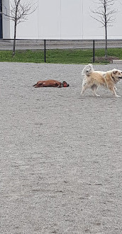 Shefford Road Dog Park