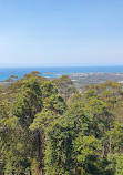 Forest Sky Pier