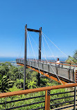 Forest Sky Pier