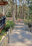 Forest Sky Pier