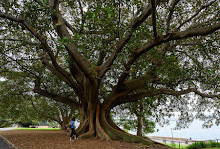 Bennelong-Rasen