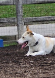 Scarborough Heights Park Off Leash Dog Park