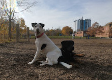 Scarborough Heights Park Off Leash Dog Park