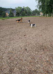 Scarborough Heights Park Off Leash Dog Park