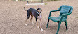 Scarborough Heights Park Off Leash Dog Park