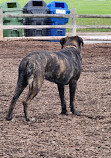 Scarborough Heights Park Off Leash Dog Park