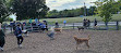 Scarborough Heights Park Off Leash Dog Park