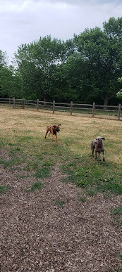 Scarborough Heights Park Off Leash Dog Park