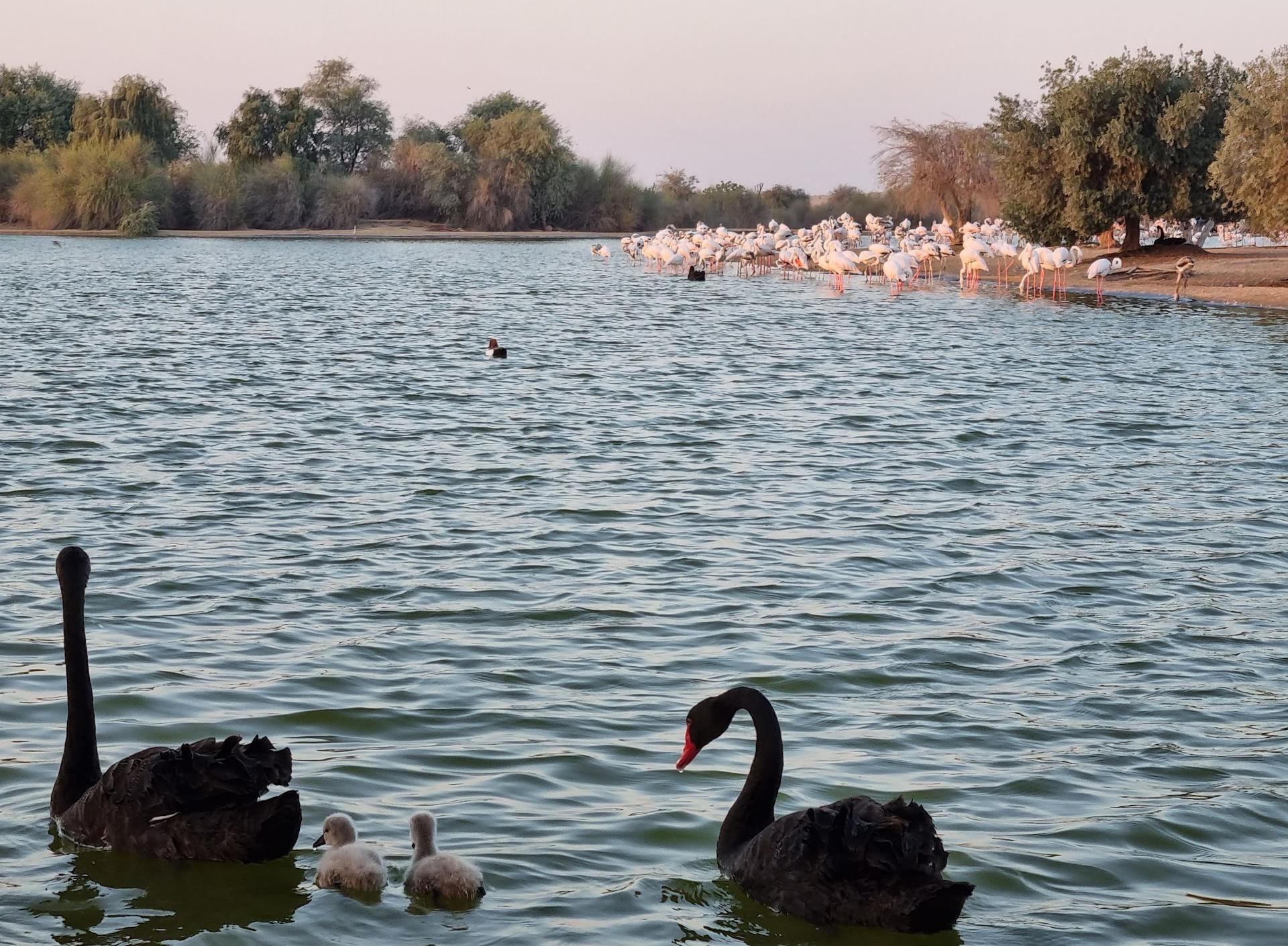 Flamingo Lake