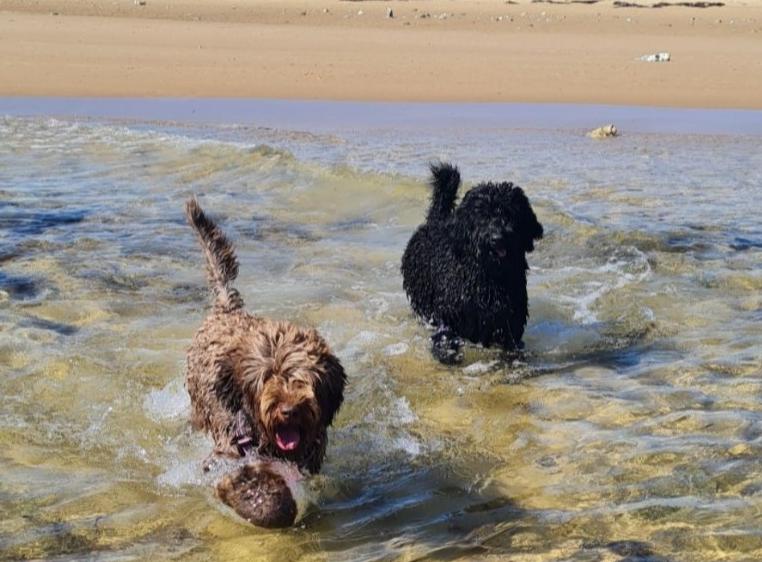 Criadores de Labradoodle de Pawfect Pups