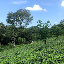 Wilehena Tea Factory