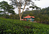 Wilehena Tea Factory