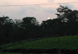 Wilehena Tea Factory