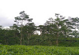 Wilehena Tea Factory