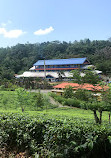 Wilehena Tea Factory