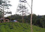 Wilehena Tea Factory