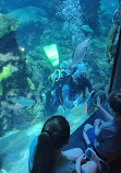 Tennessee Aquarium