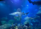 Tennessee Aquarium