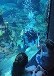 Tennessee Aquarium